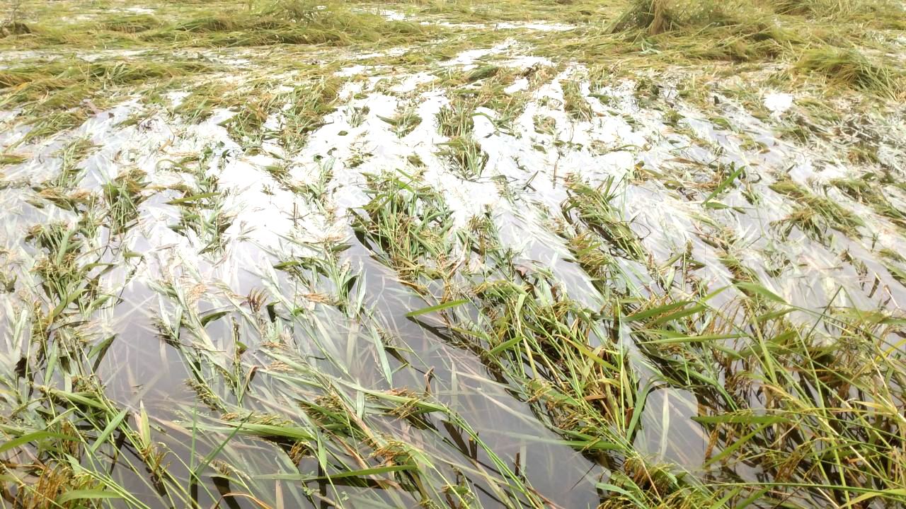 ঘোড়াঘাটে কালবৈশাখীর তাণ্ডব: মাঠজুড়ে লণ্ডভণ্ড ফসল, দুশ্চিন্তায় কৃষক