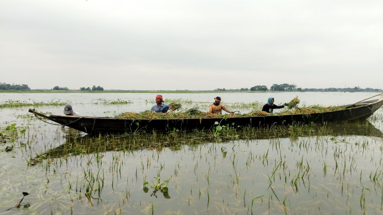 আকস্মিক বন্যায় সুনামগঞ্জে কৃষকদের ২০০ কোটি টাকার ফসলের ক্ষতি