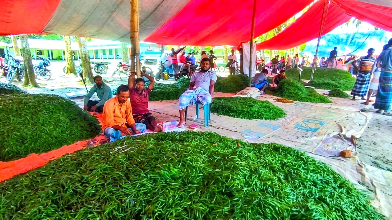 দেবীগঞ্জে রেকর্ড মরিচ উৎপাদন, দাম কমে চাষিদের মাথায় হাত