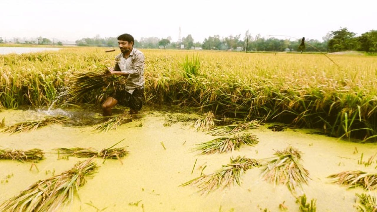 হাওরে টানা বৃষ্টি ও পাহাড়ি ঢলে বোরো ধান ডুবির শঙ্কা, উৎপাদনে বড় ধাক্কার আশঙ্কা