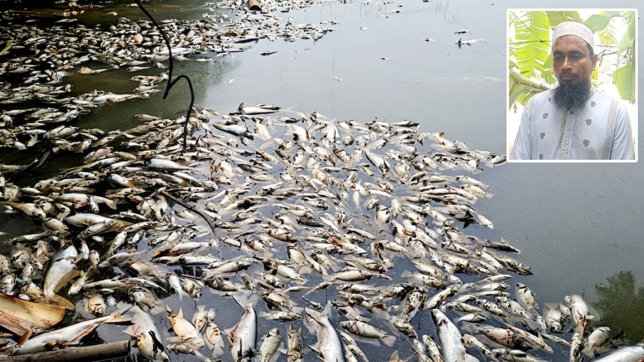 ভাঙ্গায় দুর্বৃত্তের মৎস্য খামারে বিষ প্রয়োগ, প্রায় অর্ধকোটি টাকার ক্ষতি
