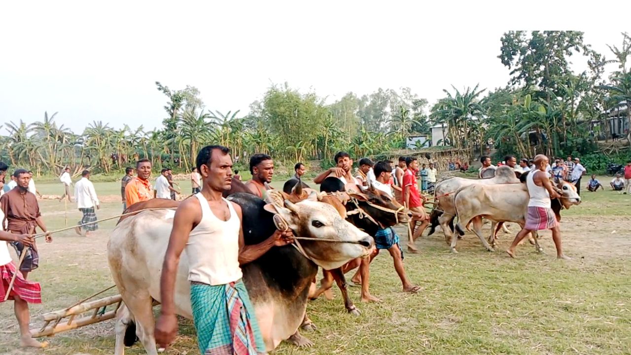 মাদারগঞ্জে ঐতিহ্যবাহী মই দৌড় খেলা, উৎসবমুখর পরিবেশে হাজারো মানুষের ভিড়